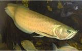 Interesting Fish Facts Arowana