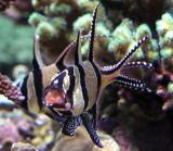 Interesting Fish Facts Sea Catfish