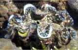Interesting Fish Facts Biggest-Mollusk-Clam-Tridacna