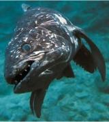 Interesting Fish Facts Coelacanth