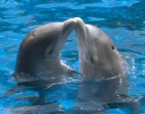 Interesting Fish Facts Dolfins