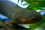 Interesting Fish Facts Electric Eel