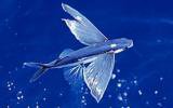 Interesting Fish Facts Flying Fish
