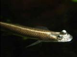 Interesting Fish Facts Four-Eyed Fish Anableps