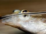 Interesting Fish Facts Four-Eyed Fish Anableps