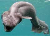 Interesting Fish Facts Frilled-Shark