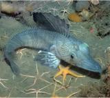 Interesting Fish Facts Angler fish