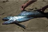 Interesting Fish Facts Lancetfish