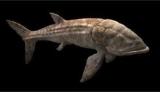 Interesting Fish Facts Largest Existed Leedsichthys