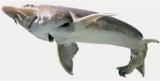 Interesting Fish Facts Freshwater Beluga Sturgeon