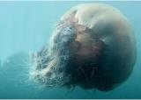 Interesting Fish Facts Largest Jellyfish