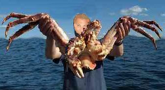 Interesting Fish Facts Largest-Crustacean-Alaskan-King-Crab