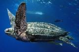 Interesting Fish Facts Largest-Leatherback-Turtle