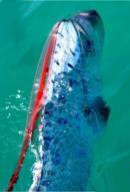 Interesting Fish Facts Longest Oarfish