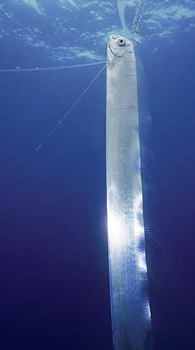 Interesting Fish Facts Longest Oarfish