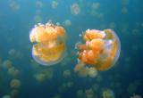 Interesting Fish Facts Most-Jellyfish-Lake