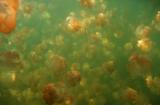 Interesting Fish Facts Most Jellyfish Lake