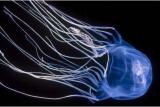 Interesting Fish Facts Most-Poison Box Jellyfish