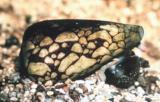 Interesting Fish Facts Most-Poison Marbled Cone Snail