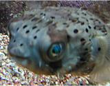 Interesting Fish Facts Most-Poison Pufferfish