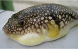 Interesting Fish Facts Most Toxic Delicacy Pufferfish Fish