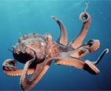 Interesting Fish Facts Octopus