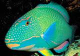 Interesting Fish Facts Parrotfish