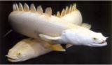 Interesting Fish Facts Polypterus-Senegalus