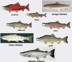 Interesting Fish Facts Sea Salmon