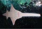 Interesting Fish Facts Sawfish