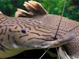 Interesting Fish Facts Sea Catfish