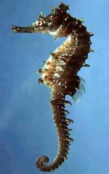 Interesting Fish Facts Seahorse