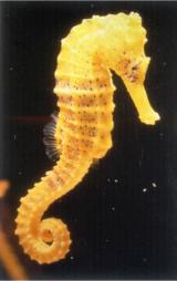 Interesting Fish Facts Seahorse