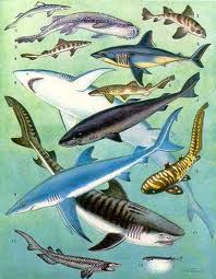 Interesting Fish Facts Sharks