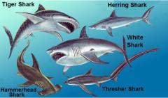 Interesting Fish Facts Sharks