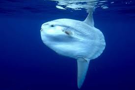 Interesting Fish Facts Sunfish