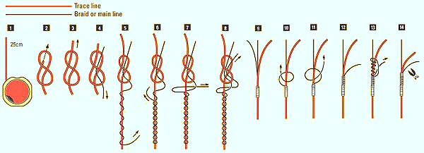 Interline knot