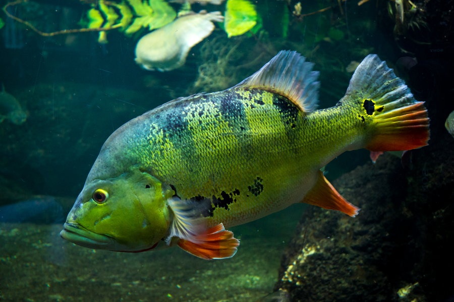 Peacock Bass Fishing