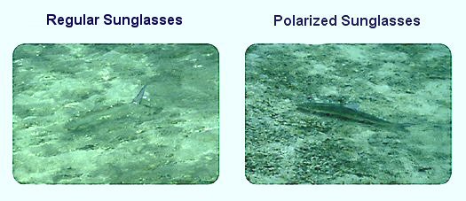 Polarized Sunglasses | Fishermen sunglasses | All Fishing Buy